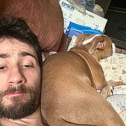Mulder joined the competition — help win amazing prizes! man, dog, brown_dog, beard, couch, indoor, relaxed, plush_toy, printer_box, brown_fur, white_markings, face, hair, mustache, furniture, resting, casual, close_up, living_room, pet