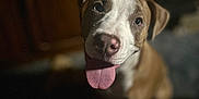 Mulder joined the competition — help win amazing prizes! dog, tongue_out, brown_and_white, pet, indoor, happy, closeup, canine, animal, face, ears, friendly, cute, domestic, muzzle, looking_up, young_dog, household, portrait, expression