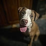 dog, tongue_out, brown_and_white, pet, indoor, happy, closeup, canine, animal, face, ears, friendly, cute, domestic, muzzle, looking_up, young_dog, household, portrait, expression