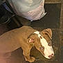 puppy, dog, brown, white, floor, tile_floor, indoor, looking_up, ears, eyes, nose, curious, pet, animal, legs, paws, plastic_bag, boots, shadow, standing