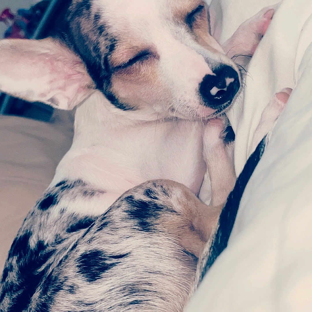 Winie a rejoint le concours — aidez-le/la à gagner de superbes lots ! animal, bed, black_spots, close_up, closed_eyes, cozy, cute, dog, ears, fur, indoor, napping, paw, peaceful, pet, relaxed, resting, sleeping, snout, white