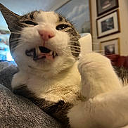 Codda joined the competition — help win amazing prizes! cat, close_up, indoor, funny_face, pet, whiskers, fur, paw, sleepy, cozy, furniture, blurred_background, portrait, animal, domestic, feline, teeth, nose, ear, relaxed