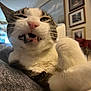 cat, close_up, indoor, funny_face, pet, whiskers, fur, paw, sleepy, cozy, furniture, blurred_background, portrait, animal, domestic, feline, teeth, nose, ear, relaxed