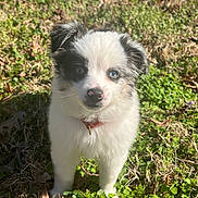 Ollie joined the competition — help win amazing prizes! dog, puppy, blue_eyes, fluffy, white_fur, black_patch, collar, grass, outdoor, sunlight, portrait, pet, cute, small, nose, whiskers, standing, leaf, shadow, backyard
