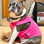 Via is registered to the contest to win money with this photo: dog, boston_terrier, pet, canine, sitting, pink_shirt, clothing, collar, leash, short_hair, brindle, white_markings, upright_pose, indoors, bed, curtains, furniture, portrait, large_eyes, funny_expression