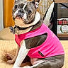 dog, boston_terrier, pet, canine, sitting, pink_shirt, clothing, collar, leash, short_hair, brindle, white_markings, upright_pose, indoors, bed, curtains, furniture, portrait, large_eyes, funny_expression