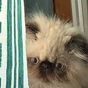 Lucy is registered to the contest to win money with this photo: cat, fluffy, curious, peeking, striped_fabric, indoor, closeup, portrait, face, whiskers, ears, fur, soft_texture, brown, beige, eyes, cute, pet, animal, cozy