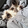 Lucy is registered to the contest to win money with this photo: cat, fluffy, fur, pet, animal, sleeping, blanket, gray, cozy, indoor, cute, whiskers, paw, relaxed, furball, soft, domestic, mammal, feline, bed
