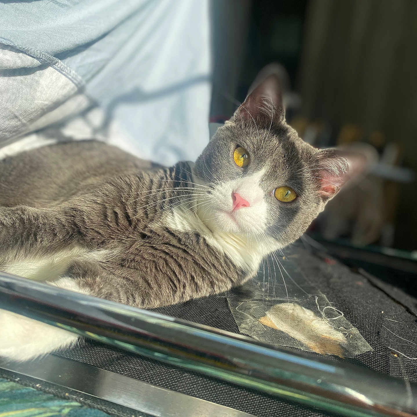 Upso participe au concours pour gagner de l'argent avec cette photo : cat, gray_cat, white_cat, yellow_eyes, relaxed, sunlight, indoor, fabric, blurred_background, pet, feline, fur, whiskers, pink_nose, resting, closeup, domestic_animal, animal, cute, laying_down