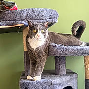 Upso participe au concours pour gagner de l'argent avec cette photo : cat, gray_cat, white_paws, yellow_eyes, cat_tree, plush, blanket, indoor, pet, feline, curious, looking, green_wall, cozy, animal, domestic, cute, whiskers, tail_up, fur