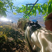 Oakley joined the competition — help win amazing prizes! dog, river, water, leaves, trees, forest, sunlight, nature, outdoor, harness, shadow, ground, branch, animal, canine, daylight, scenic, park, reflection, lake