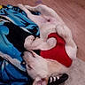 dog, puppy, red_harness, blanket, blue, shoe, floor, carpet, wooden_floor, sleeping, relaxed, indoors, pet, cute, resting, fur, animal, canine, comfort, lying_down