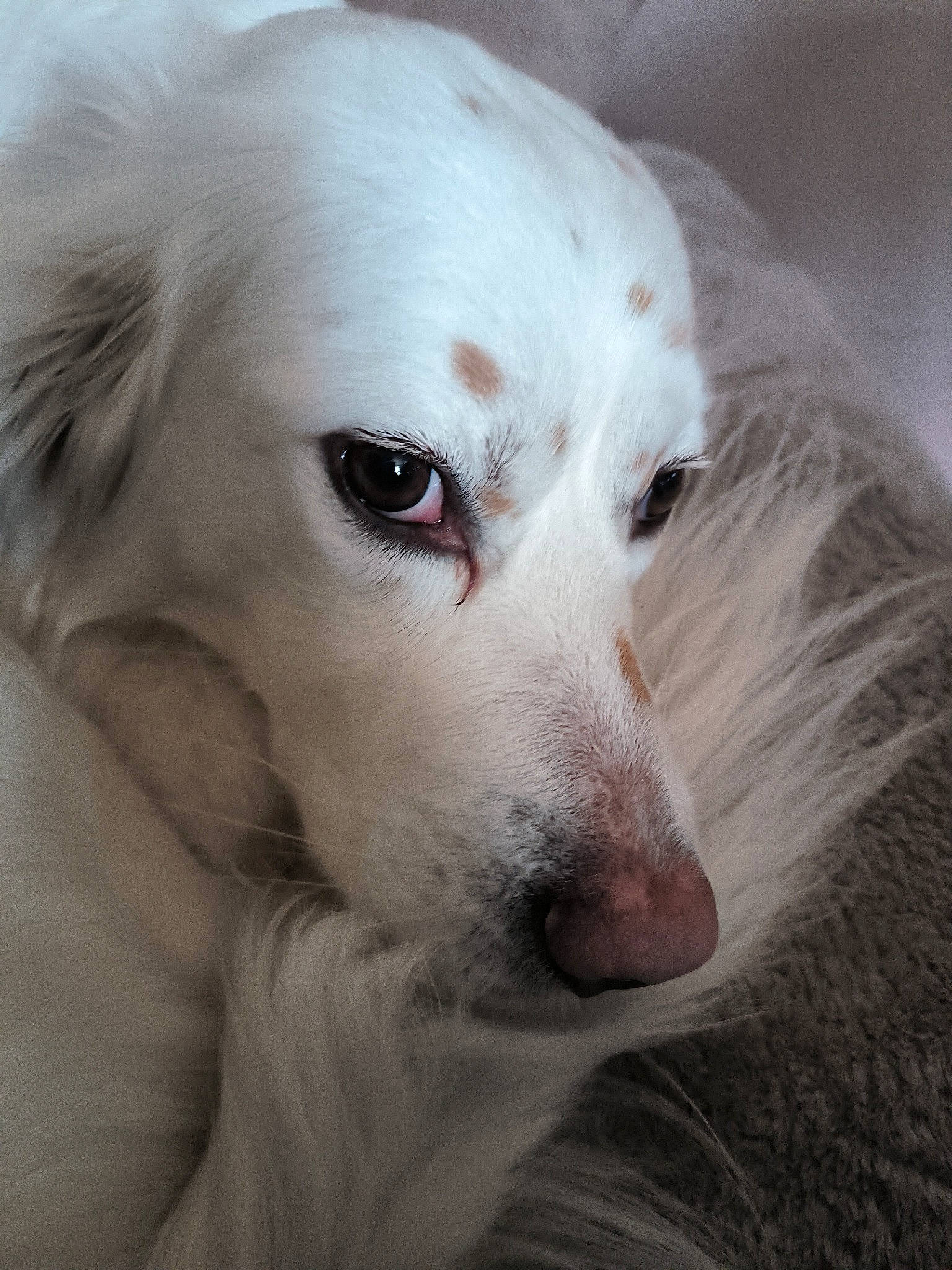 Pearl a rejoint le concours — aidez-le/la à gagner de superbes lots ! canidae, carnivore, close_up, companion_dog, dog, dog_breed, ear, fur, snout, sporting_group, terrestrial_animal, volpino_italiano, whiskers, working_animal