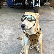 Blue is registered to the contest to win money with this photo: dog, goggles, harness, motorcycle, sidecar, concrete, vehicle, outdoor, pet, canine, sitting, tactical, transportation, garage, reflection, leash, muzzle, road, wheels, equipment