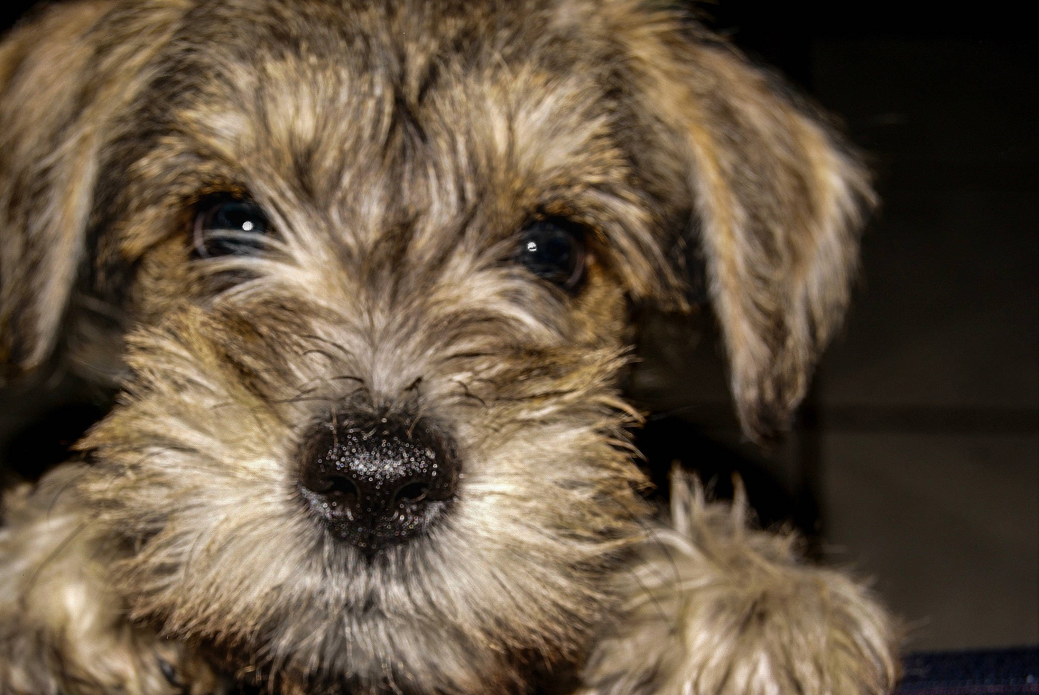 Kyra joined the competition — help win amazing prizes! canidae, carnivore, companion_dog, dog, dog_breed, fur, mal_shi, non_sporting_group, poodle_crossbreed, puppy, shih_poo, small_terrier, snout, sporting_group, terrier, toy_dog, water_dog, working_animal