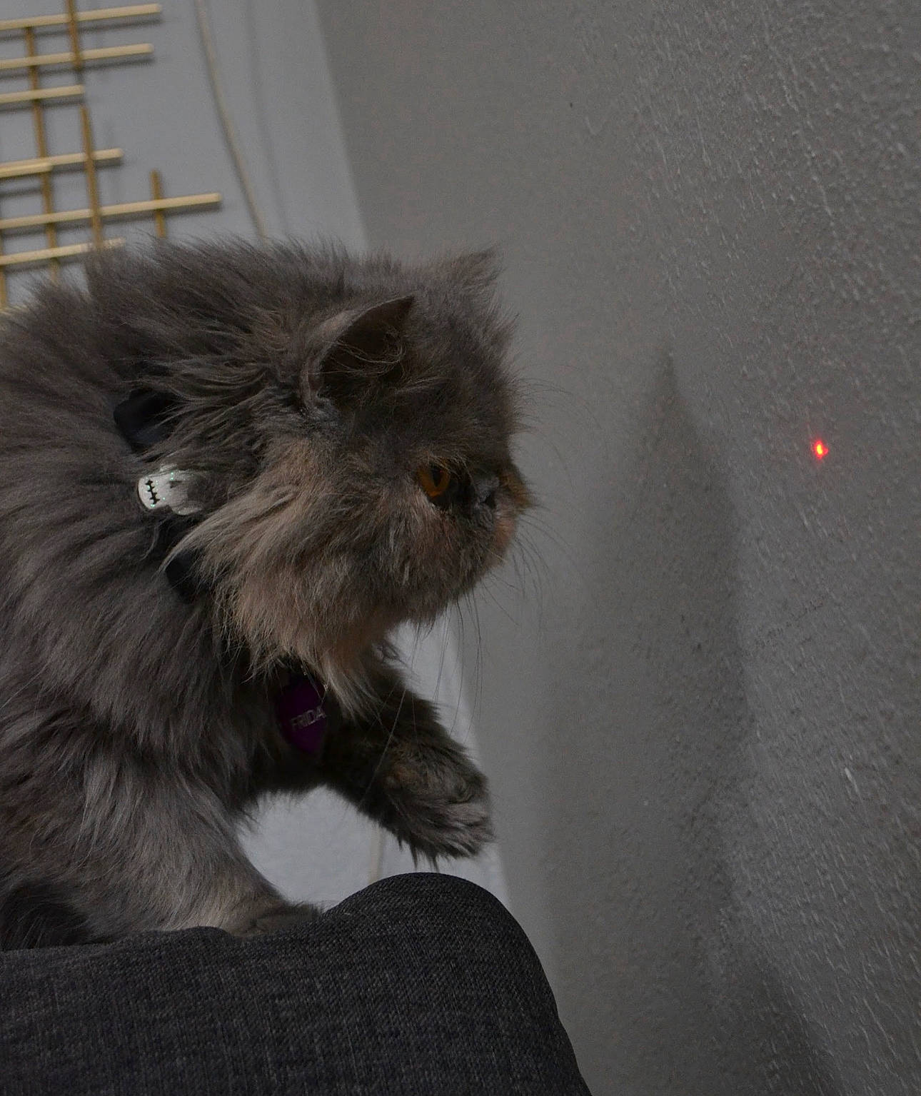 Frida joined the competition — help win amazing prizes! british_longhair, canidae, carnivore, cat, claw, companion_dog, dog_breed, felidae, fur, grey, paw, persian, small_to_medium_sized_cats, tail, terrestrial_animal, toy_dog, whiskers