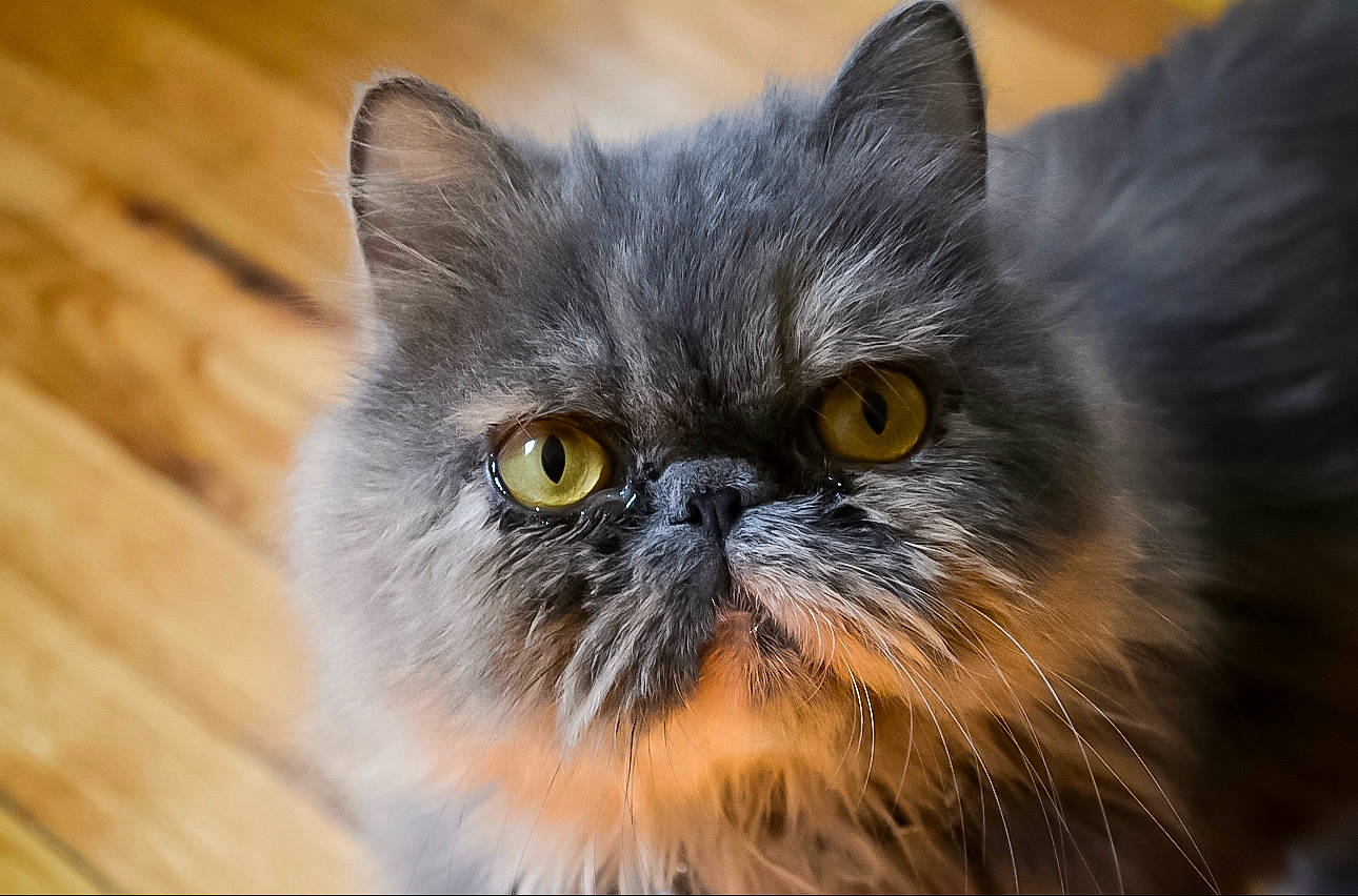 Frida is registered to the contest to win money with this photo: carnivore, cat, felidae, fruit, fur, grey, hardwood, macro_photography, plank, small_to_medium_sized_cats, snout, varnish, whiskers, wood, wood_stain