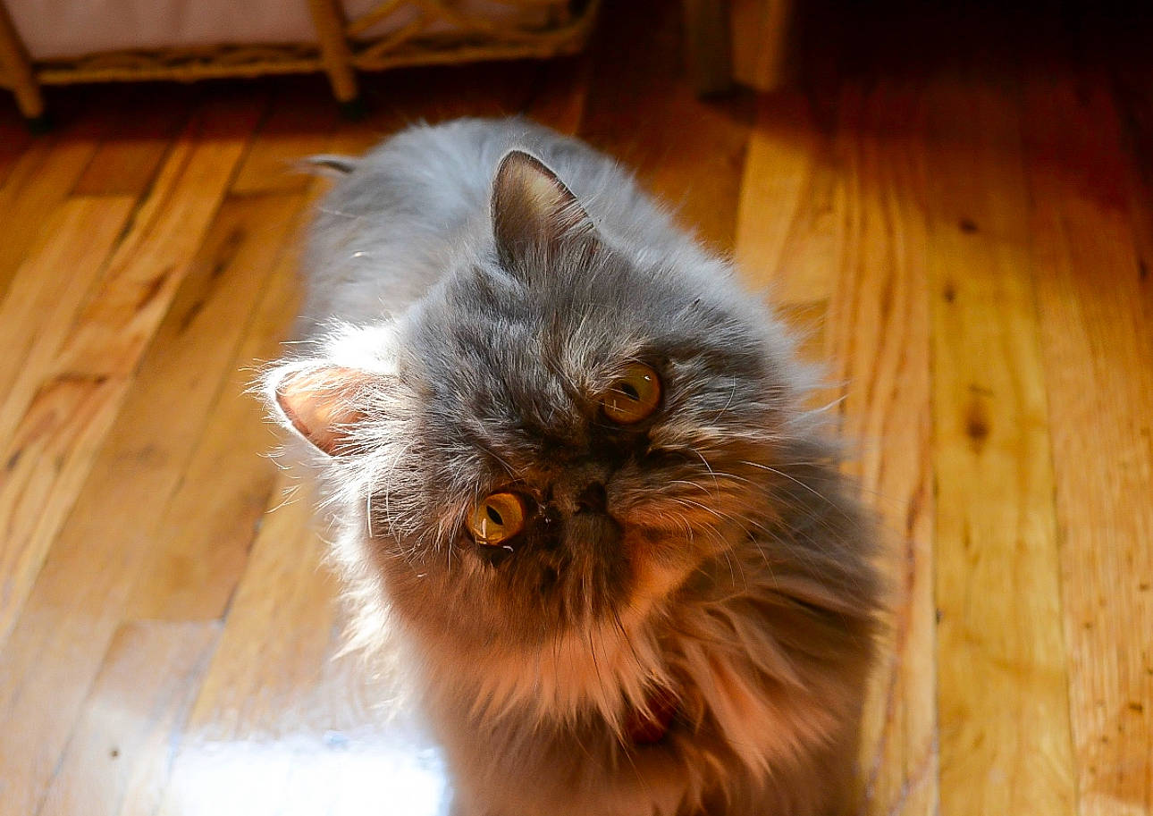 Frida joined the competition — help win amazing prizes! carnivore, cat, fawn, felidae, floor, flooring, fur, hardwood, laminate_flooring, persian, plank, small_to_medium_sized_cats, snout, tail, terrestrial_animal, varnish, whiskers, wood, wood_flooring, wood_stain