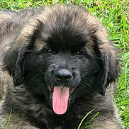Appolom a rejoint le concours — aidez-le/la à gagner de superbes lots ! puppy, dog, grass, tongue, black_face, fluffy, animal, pet, outdoor, nature, cute, young_dog, fur, laying_down, tongue_out, mammal, head, ears, eyes, happy