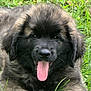 puppy, dog, grass, tongue, black_face, fluffy, animal, pet, outdoor, nature, cute, young_dog, fur, laying_down, tongue_out, mammal, head, ears, eyes, happy