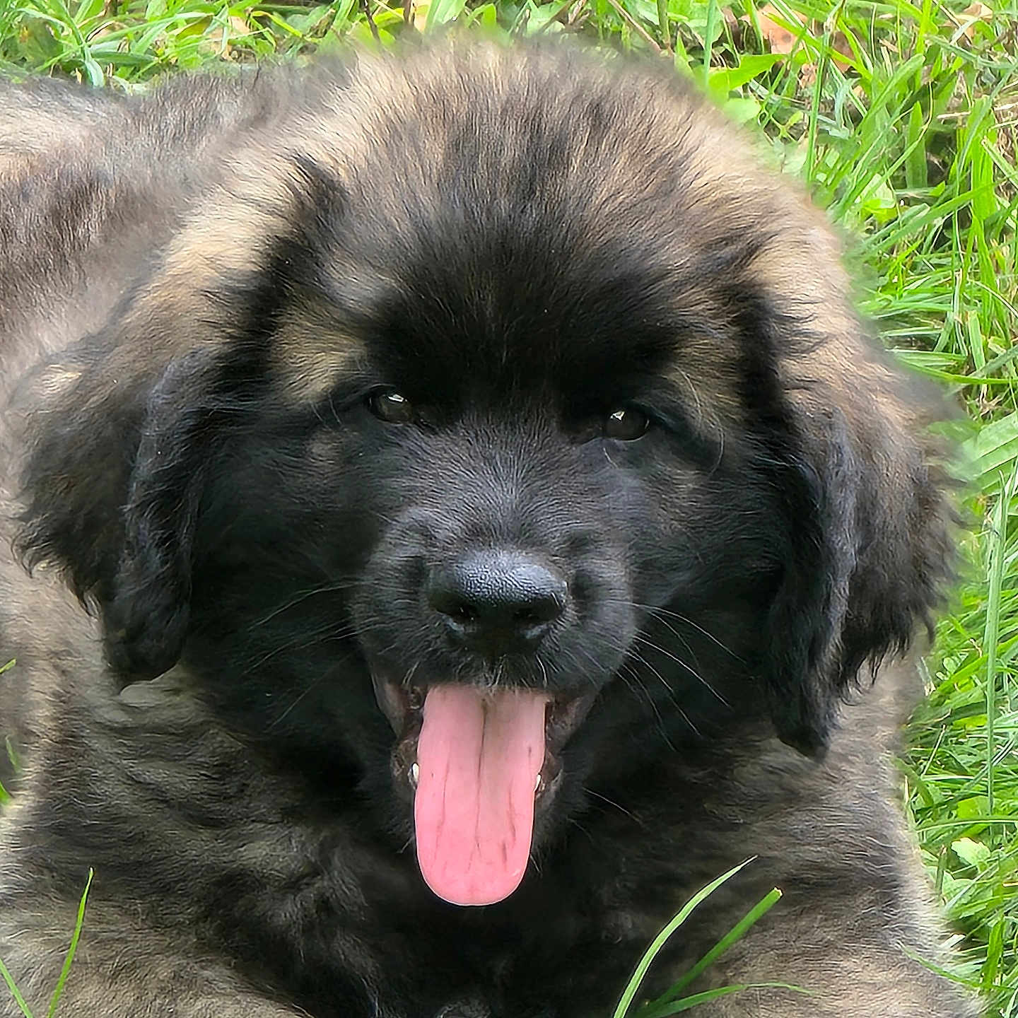 Appolom a rejoint le concours — aidez-le/la à gagner de superbes lots ! animal, black_face, cute, dog, ears, eyes, fluffy, fur, grass, happy, head, laying_down, mammal, nature, outdoor, pet, puppy, tongue, tongue_out, young_dog