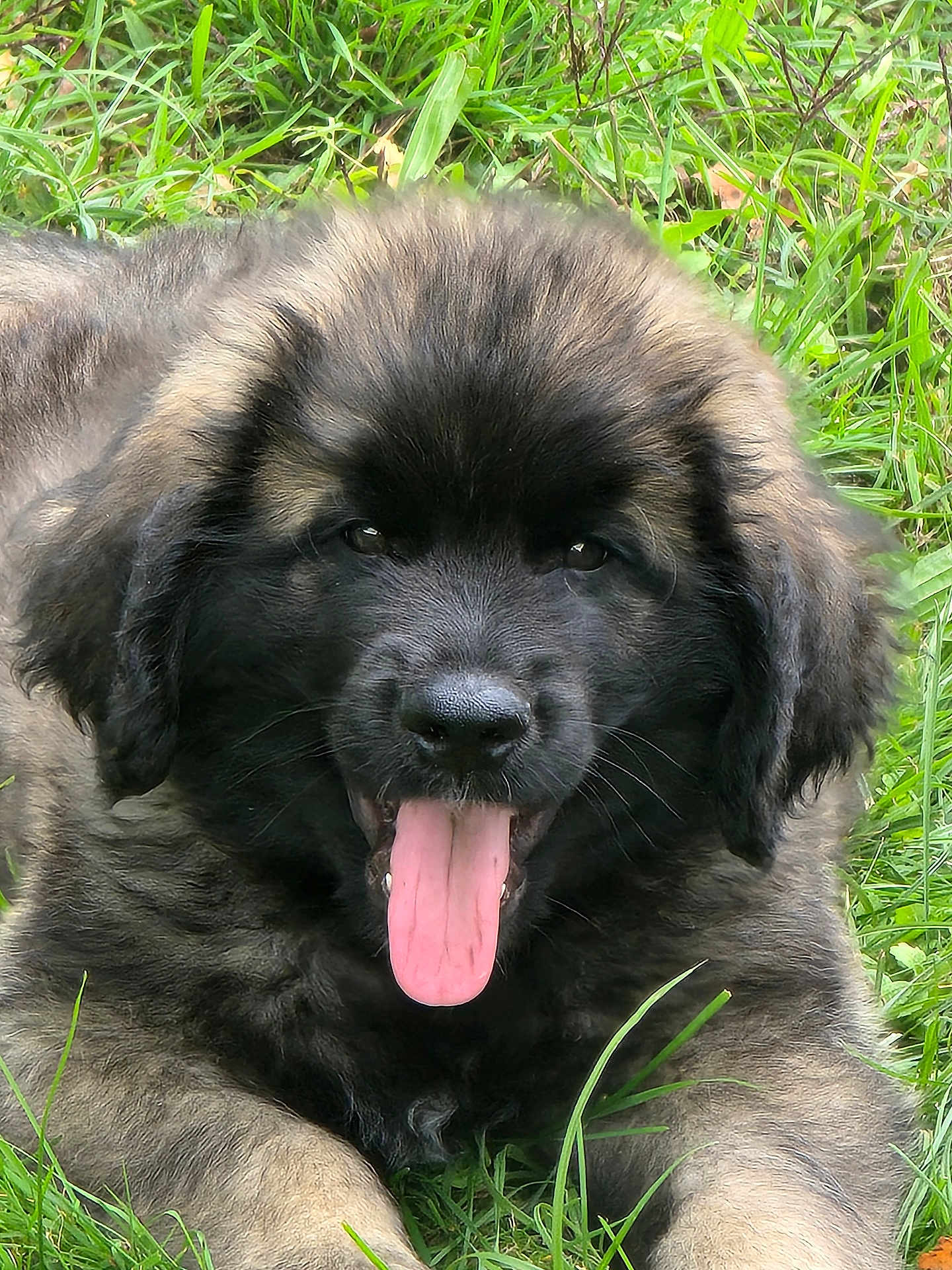 Appolom a rejoint le concours — aidez-le/la à gagner de superbes lots ! puppy, dog, grass, tongue, black_face, fluffy, animal, pet, outdoor, nature, cute, young_dog, fur, laying_down, tongue_out, mammal, head, ears, eyes, happy