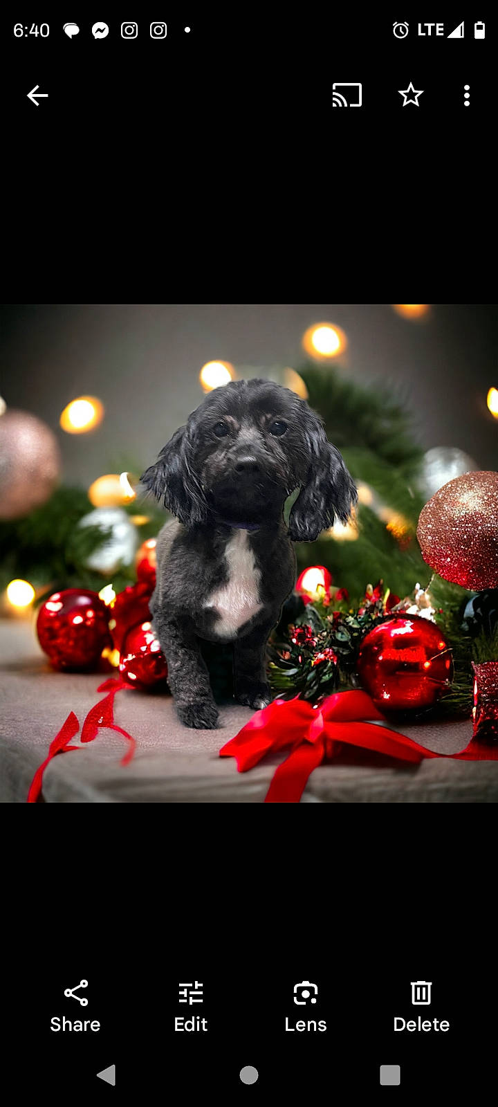 Dutchess is registered to the contest to win money with this photo: canidae, carmine, carnivore, companion_dog, darkness, dog, dog_breed, entertainment, event, fur, grass, holiday, light, petal, plant, rose, snout, sporting_group, still_life_photography, toy