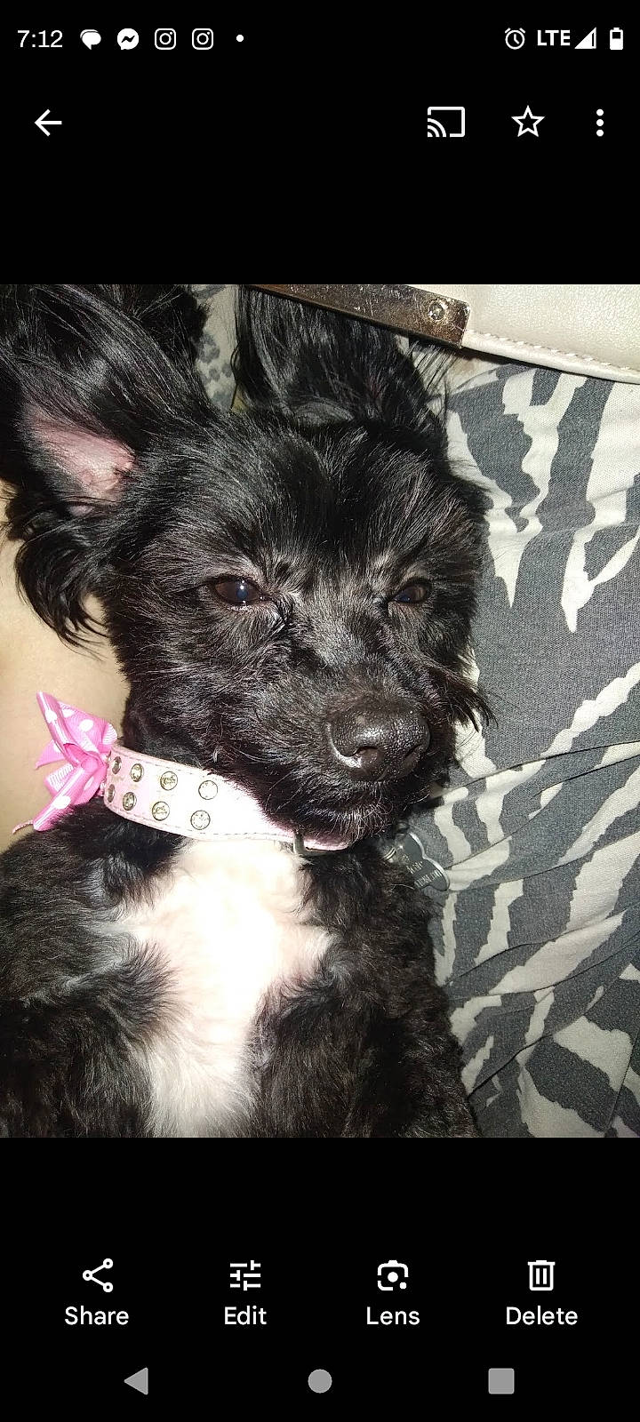 Dutchess is registered to the contest to win money with this photo: carnivore, companion_dog, dog, dog_breed, ear, fur, monochrome, monochrome_photography, non_sporting_group, pattern, snout, sporting_group, terrier, toy_dog, water_dog, whiskers, working_animal