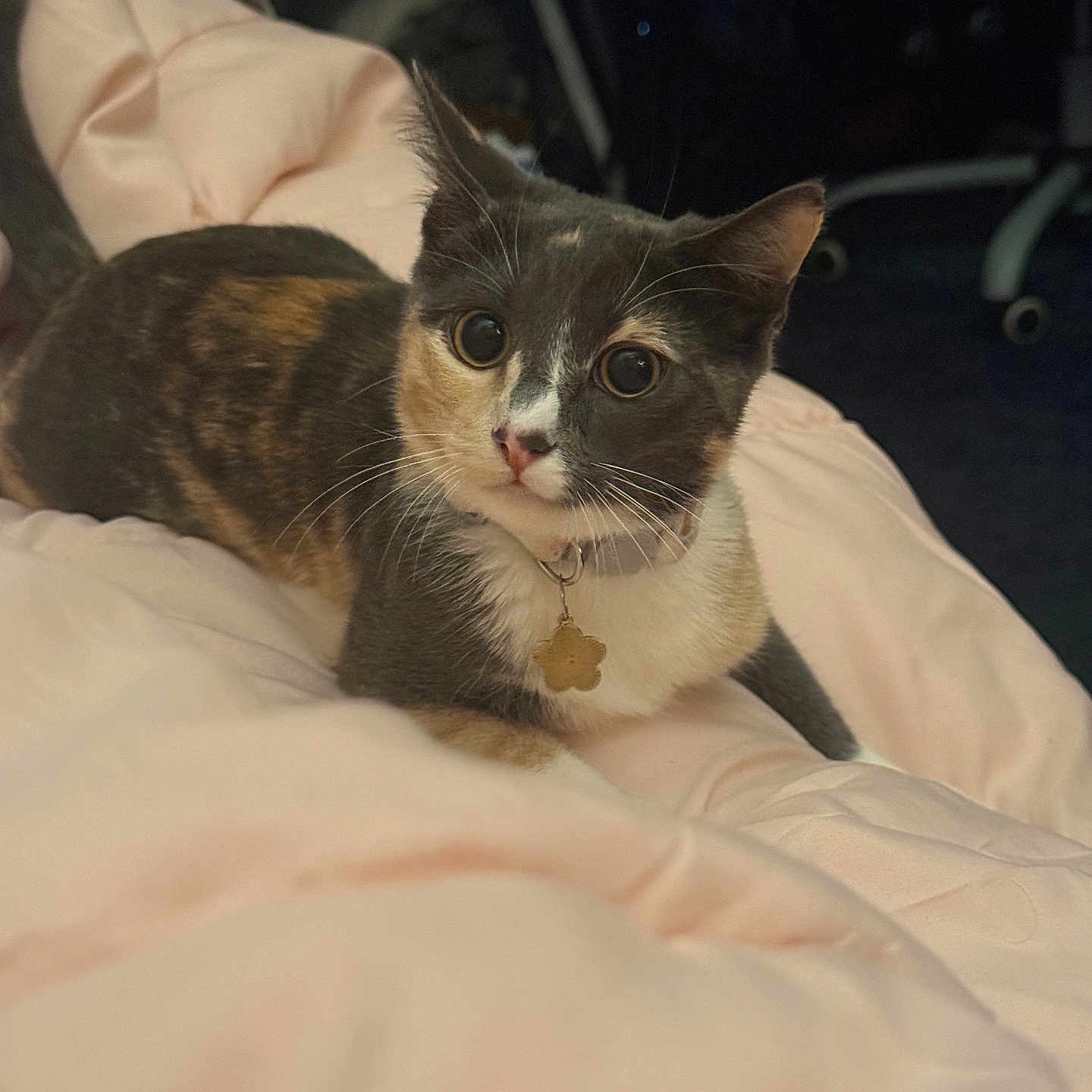 Moose joined the competition — help win amazing prizes! bed, bedroom, big_eyes, blanket, calico, cat, collar, cozy, cute, domestic_animal, feline, fur, indoor, paw, pet, portrait, relaxed, sitting, tag, whiskers