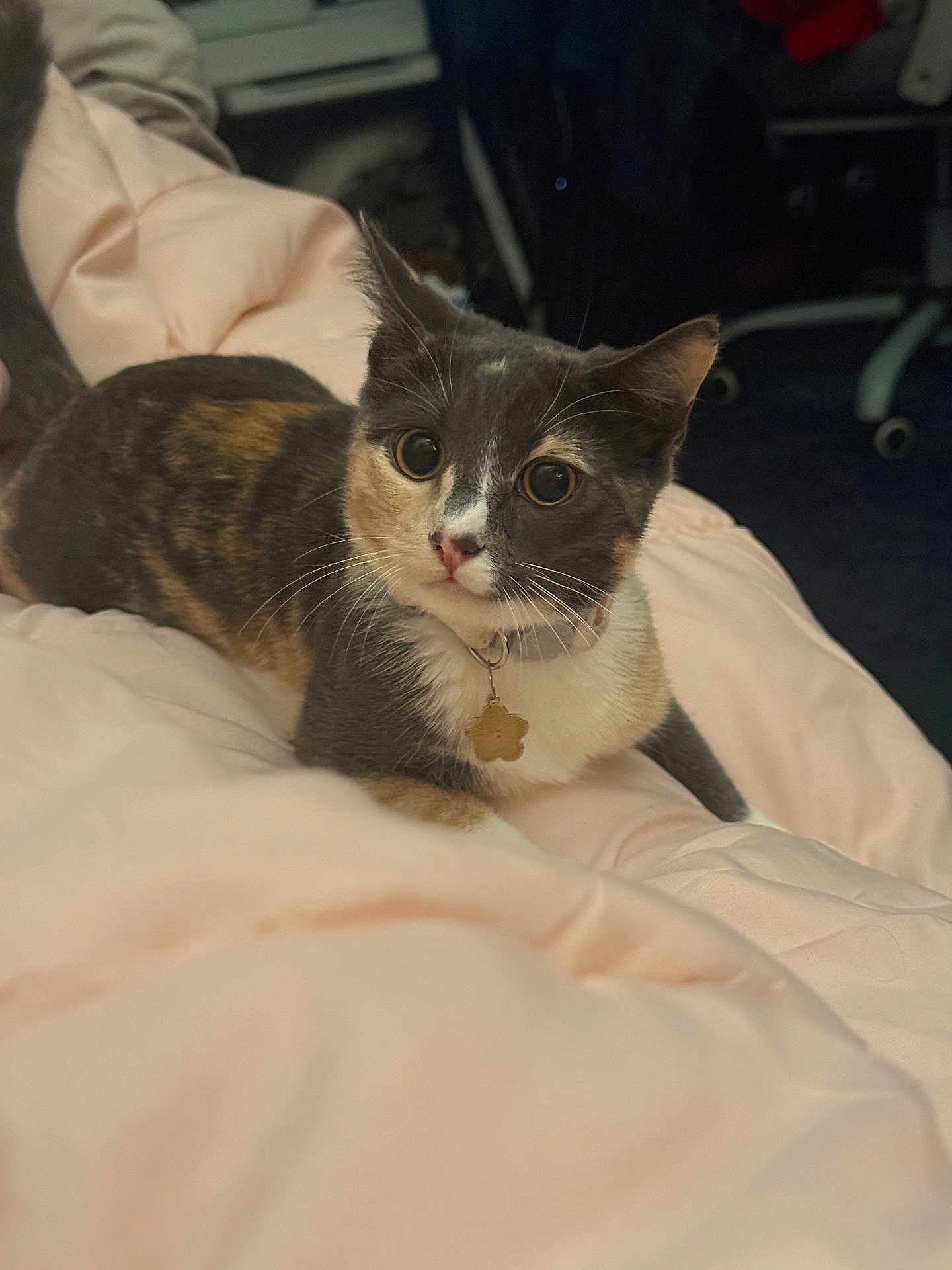 Moose joined the competition — help win amazing prizes! cat, calico, feline, pet, collar, tag, bed, blanket, indoor, portrait, big_eyes, whiskers, paw, fur, domestic_animal, cozy, cute, sitting, bedroom, relaxed