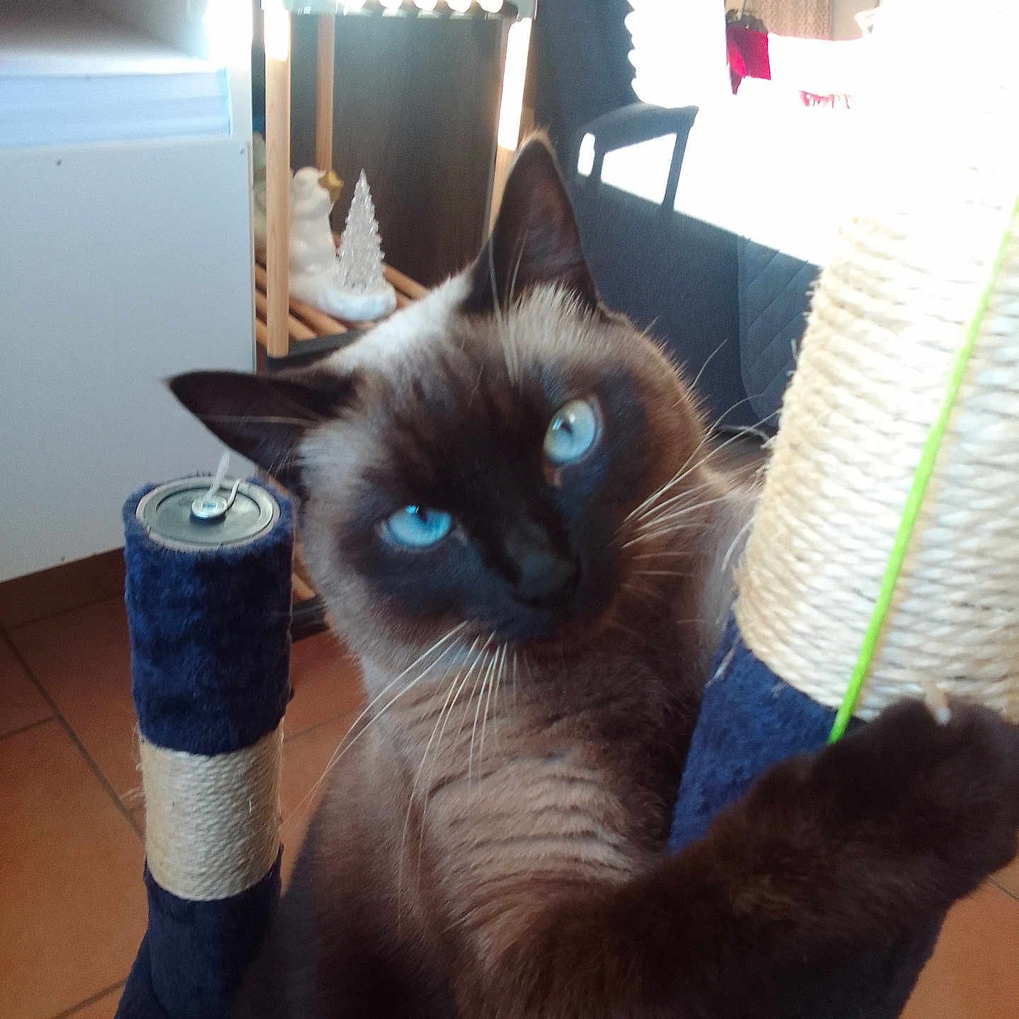 Lya participe au concours pour gagner de l'argent avec cette photo : abyssinian, accessories, animal, architecture, blackcat, building, cat, furniture, hardwood, indoors, kitten, lamp, livingroom, manx, pet, plywood, siamese, strap, towel, wood