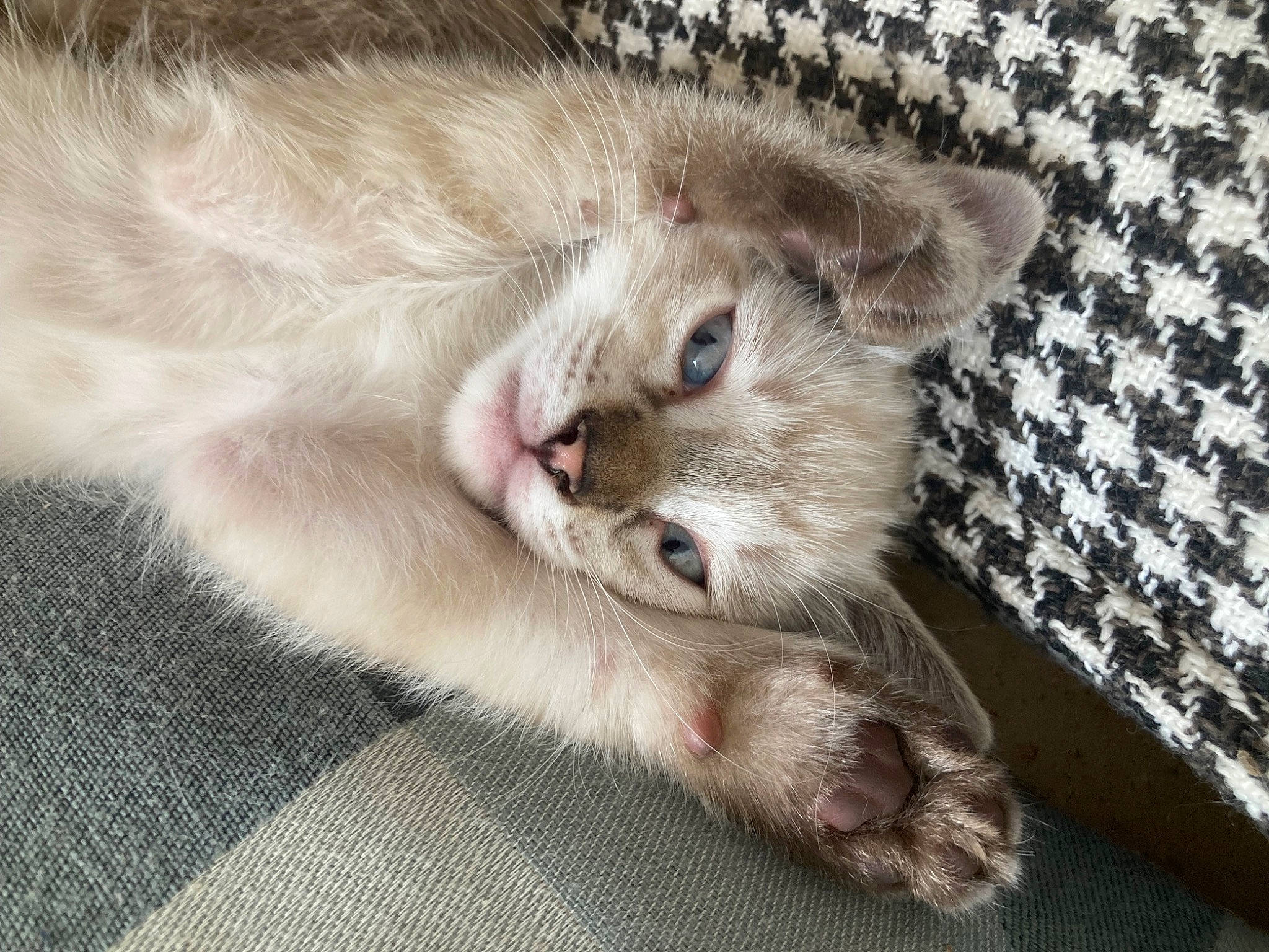 Dior a rejoint le concours — aidez-le/la à gagner de superbes lots ! carnivore, cat, cat_supply, claw, comfort, domestic_short_haired_cat, fang, fawn, felidae, fur, grey, pattern, paw, small_to_medium_sized_cats, snout, tail, whiskers