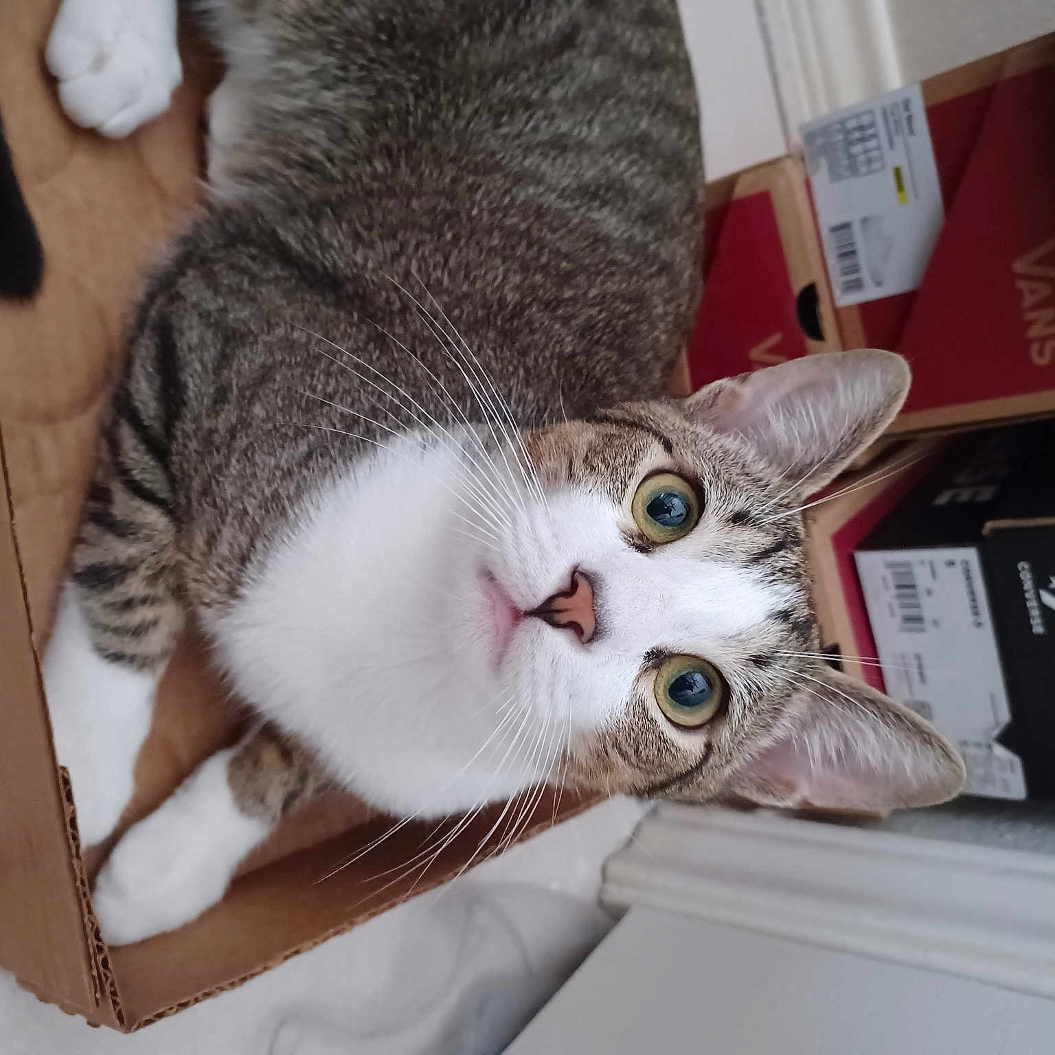 Julien joined the competition — help win amazing prizes! box, carnivore, cat, claw, collar, domestic_short_haired_cat, ear, felidae, fur, paw, shipping_box, small_to_medium_sized_cats, snout, tail, whiskers