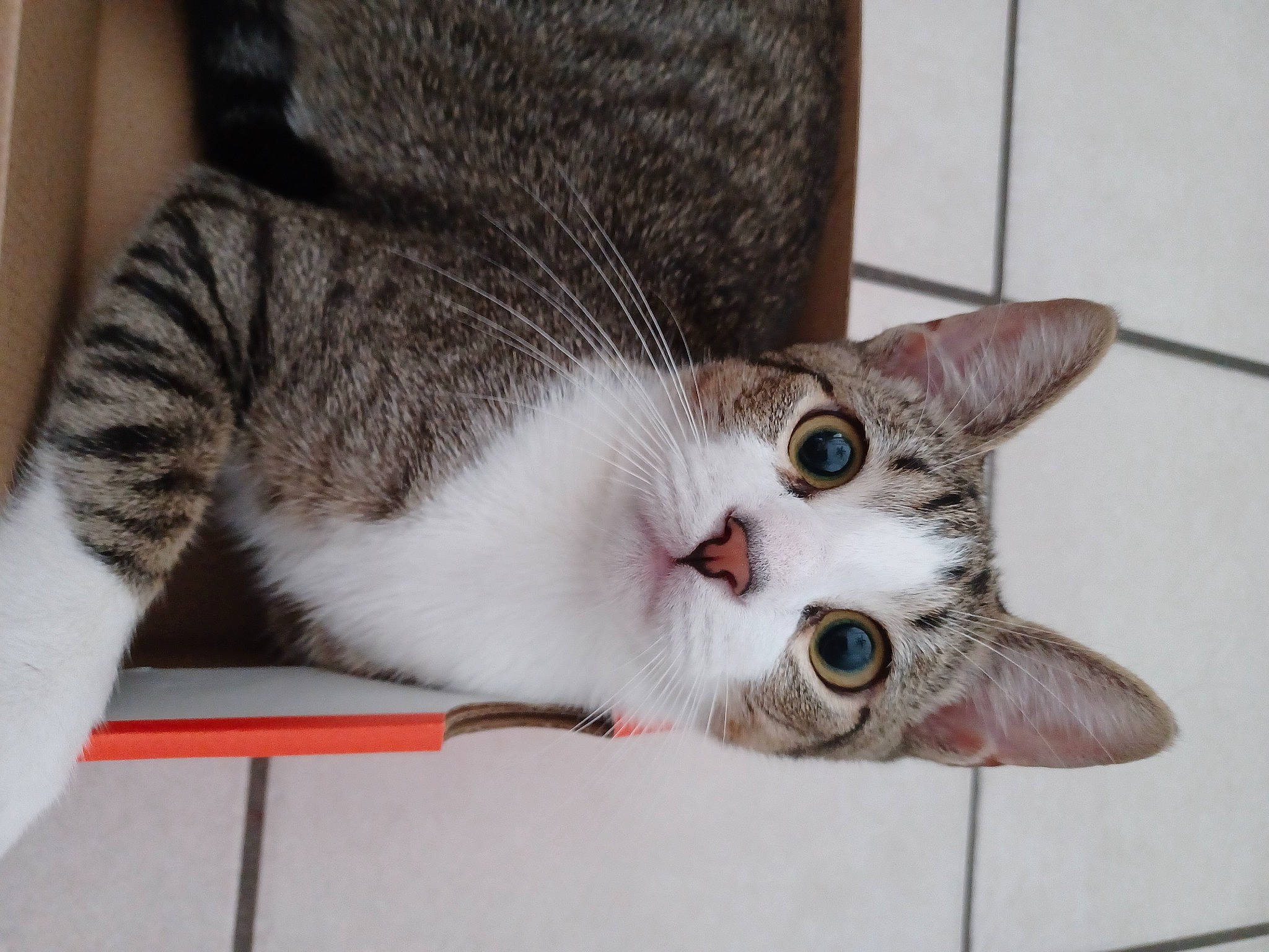 Julien joined the competition — help win amazing prizes! carnivore, cat, collar, domestic_short_haired_cat, door, ear, felidae, fur, paw, plant, small_to_medium_sized_cats, snout, tail, whiskers, window