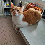 Garfield a rejoint le concours — aidez-le/la à gagner de superbes lots ! cat, orange_cat, white_cat, pet, indoor, kitchen, countertop, window, tile_floor, curious, feline, animal, domestic_cat, resting, looking, ears_up, whiskers, fur, home, natural_light