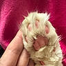 Monty is registered to the contest to win money with this photo: cat_paw, fur, pink_paw_pads, hand, close_up, fluffy, pet, animal, soft_texture, pink_background, feline, cute, touch, domestic_animal, mammal, paw, cozy, gentle, macro, pet_care