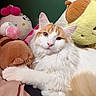 Monty is registered to the contest to win money with this photo: cat, fluffy, white, orange, plush_toy, bed, cushion, indoor, pet, cute, relaxed, feline, soft_toy, cozy, animal, resting, comfort, toy, sleeping_area, domestic