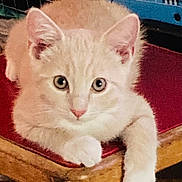 Jimmy is registered to the contest to win money with this photo: kitten, cat, animal, pet, feline, cream_colored, wooden_chair, red_cushion, indoor, cute, young, fur, whiskers, ears, paw, resting, curious, close_up, domestic_animal, looking