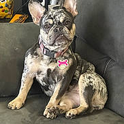 Versace is registered to the contest to win money with this photo: dog, french_bulldog, merle, pet, collar, tag, couch, indoor, brown, black, white, ears, paw, sitting, canine, animal, household, snack, m_and_m, relaxed
