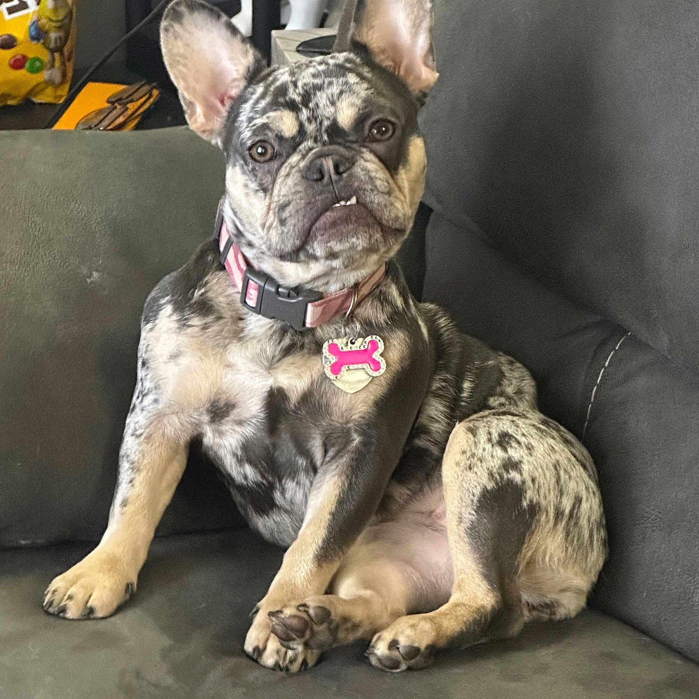 Versace is registered to the contest to win money with this photo: animal, black, brown, canine, collar, couch, dog, ears, french_bulldog, household, indoor, m_and_m, merle, paw, pet, relaxed, sitting, snack, tag, white