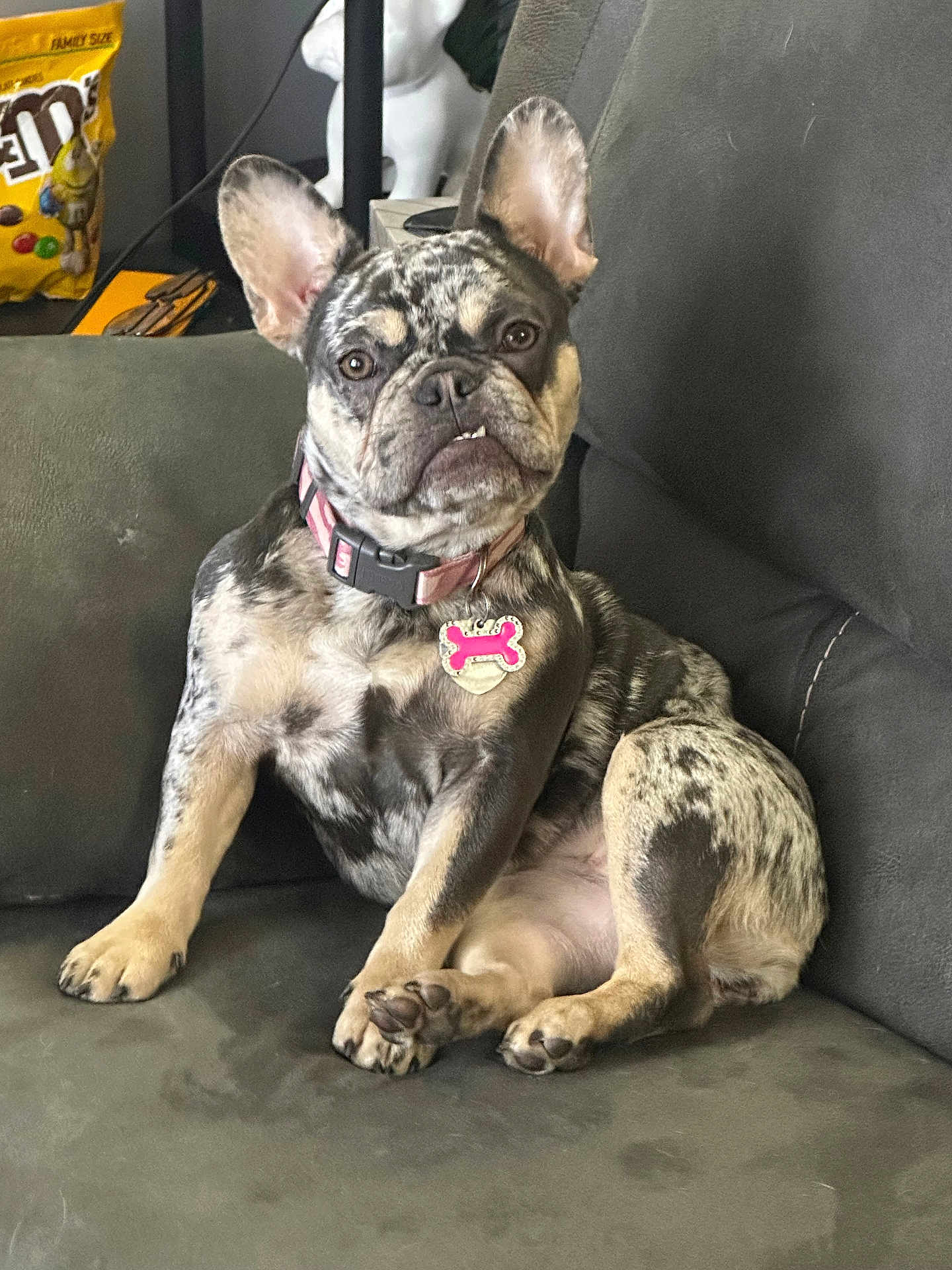 Versace is registered to the contest to win money with this photo: dog, french_bulldog, merle, pet, collar, tag, couch, indoor, brown, black, white, ears, paw, sitting, canine, animal, household, snack, m_and_m, relaxed
