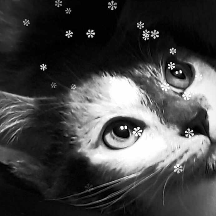 Sacha participe au concours pour gagner de l'argent avec cette photo : abyssinian, accessories, angora, animal, art, blackcat, cat, diamond, gemstone, graphics, head, jewelry, kitten, light, manx, painting, person, pet, siamese, snout