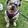 animal, blurred_background, canine, closeup, daylight, dog, ears, friendly, fur, grass, happy, leash, nature, outdoor, pet, portrait, purple_harness, sitting, smiling, tongue