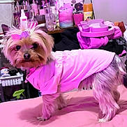 Cardi Bacardi is registered to the contest to win money with this photo: dog, yorkshire_terrier, small_dog, pet, pink_shirt, bow, bed, blanket, bedroom, dressing_table, cosmetics, bottle, laundry_basket, clutter, indoor, standing, fur, looking_at_camera, paw, pink_lighting