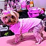dog, yorkshire_terrier, small_dog, pet, pink_shirt, bow, bed, blanket, bedroom, dressing_table, cosmetics, bottle, laundry_basket, clutter, indoor, standing, fur, looking_at_camera, paw, pink_lighting