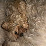 Benji is registered to the contest to win money with this photo: animal, blanket, canine, clothing, cockerspaniel, couch, dog, fur, furniture, hound, papillon, pet, poodle, puppy, terrier, whitedog