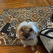 Benji joined the competition — help win amazing prizes! animal, boy, canine, child, couch, dog, furniture, hardwood, homedecor, indoors, interiordesign, male, person, pet, plywood, poodle, puppy, rug, terrier, wood