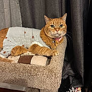 Pumpkin is registered to the contest to win money with this photo: animal, bell, cat, cat_tree, collar, comfort, cozy, curtains, cute, decor, feline, fur, ginger_cat, holiday, indoor, paws, pet, resting, snowflake, striped_clothing