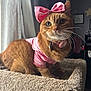 Pumpkin is registered to the contest to win money with this photo: animal, cat, cat_perch, closeup, collar, cozy, curious, cute, domestic_cat, feline, fur, home, indoor, orange_tabby, pet, pink_bow, pink_outfit, portrait, whiskers, window_light