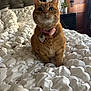Pumpkin is registered to the contest to win money with this photo: animal, bed, bedspread, cat, collar, cozy, cute, domestic, door, flower_pattern, fur, furniture, ginger_cat, headboard, indoor, pet, pink, quilt, white, wood